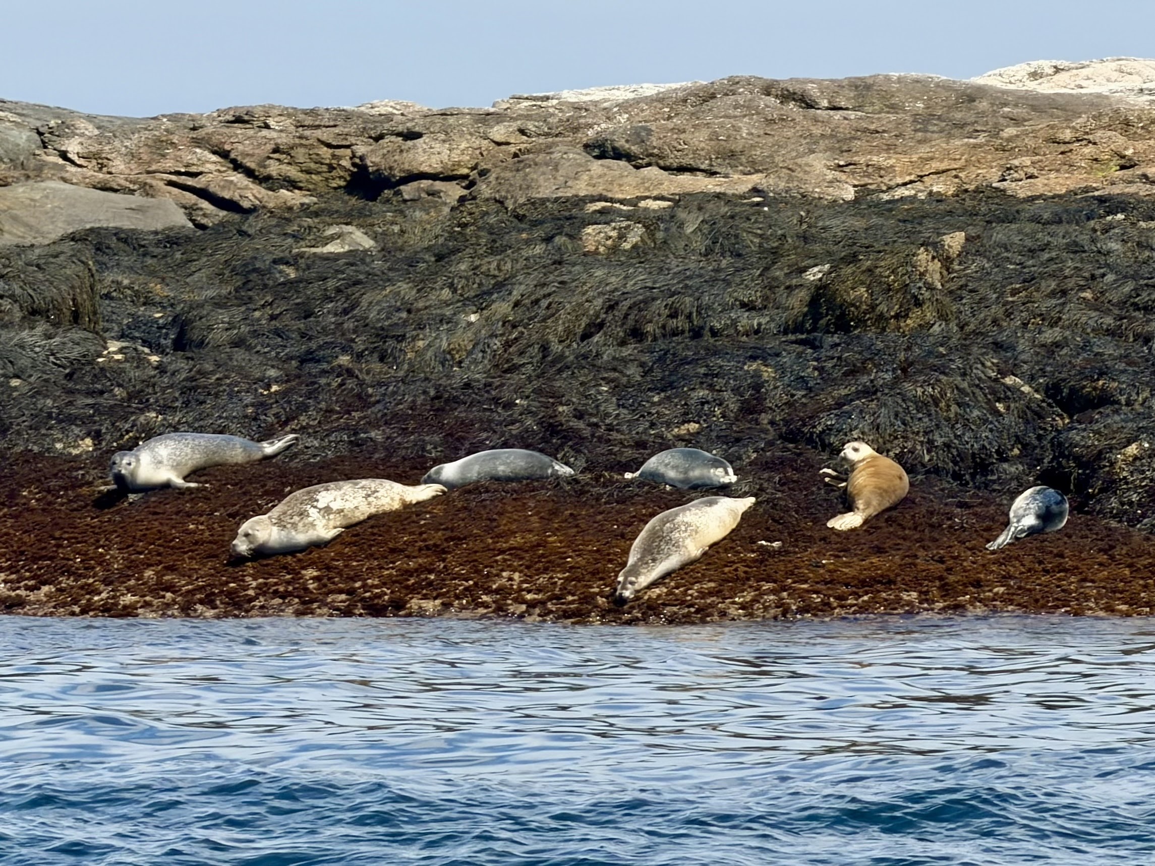 Harbor seals resting on a rocky ledge just offshore