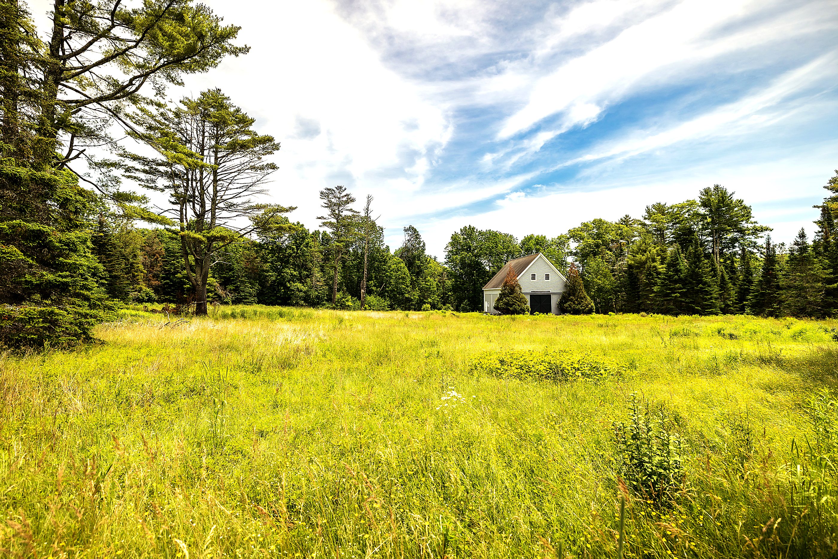 The barn viewed across a meadow scattered with yellow wildflowers on a clear summer day