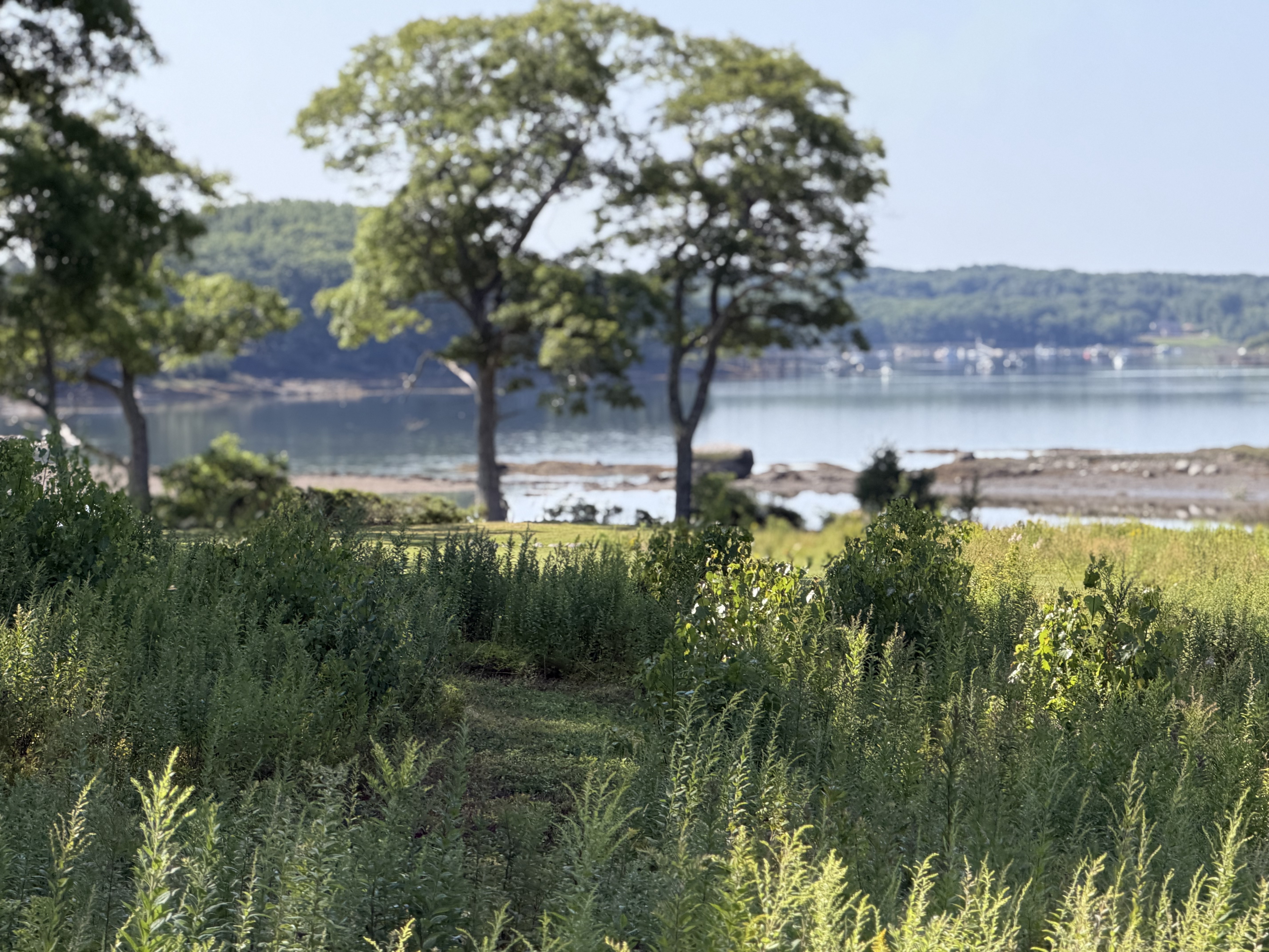 A mown path through tall meadow grass leading down to the harbor, framed by trees