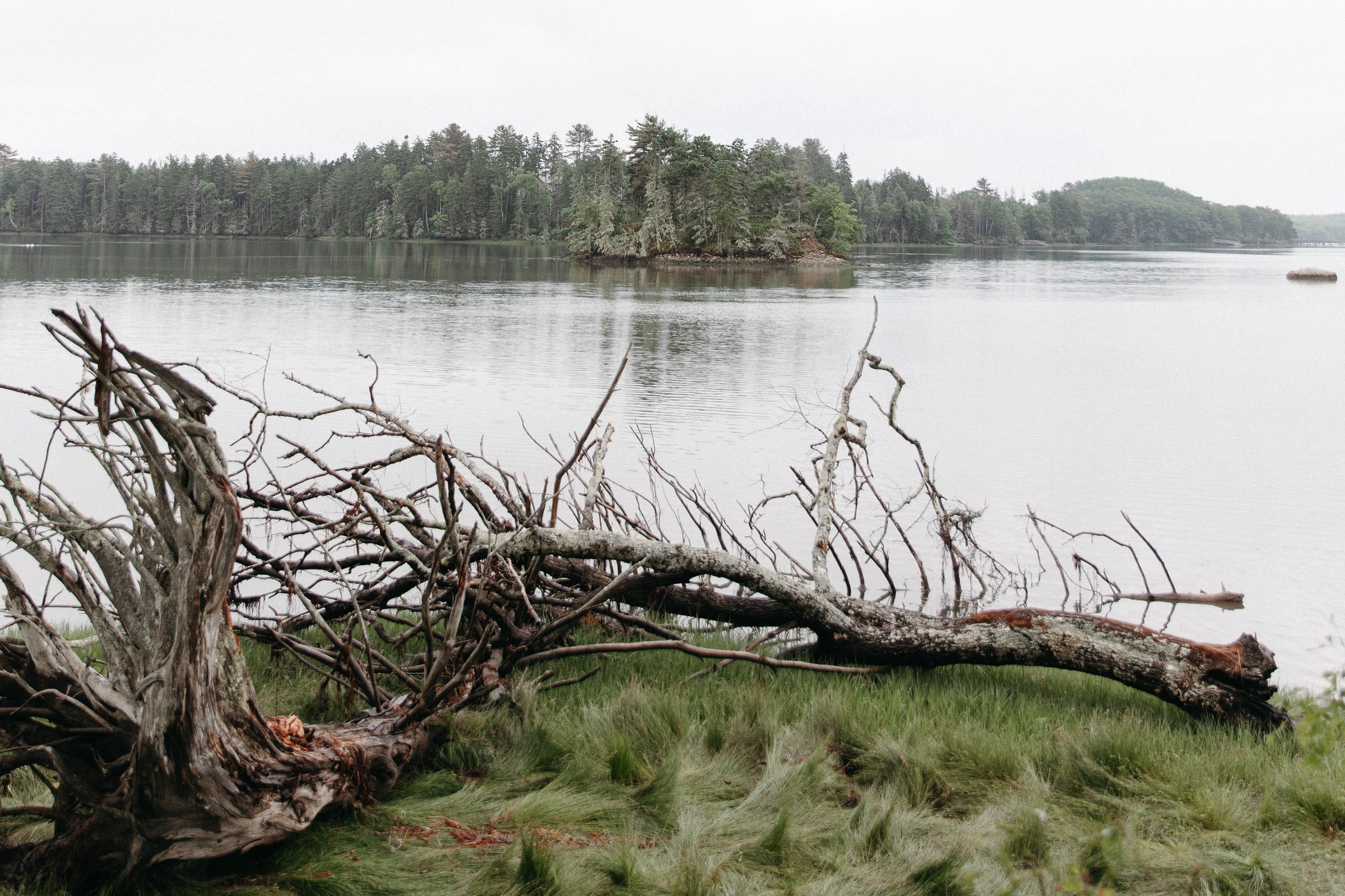 A weathered fallen tree on the misty shoreline of Pemaquid Harbor