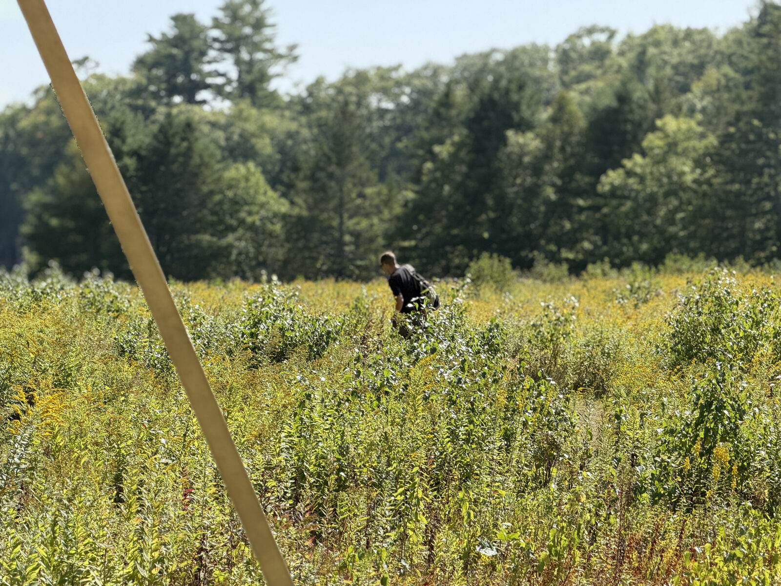 A guest wanders through the wildflower meadow, with the forest beyond